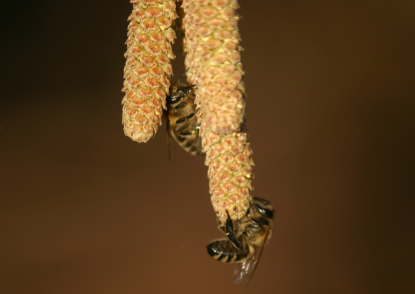 Biene auf Haselnussblüte